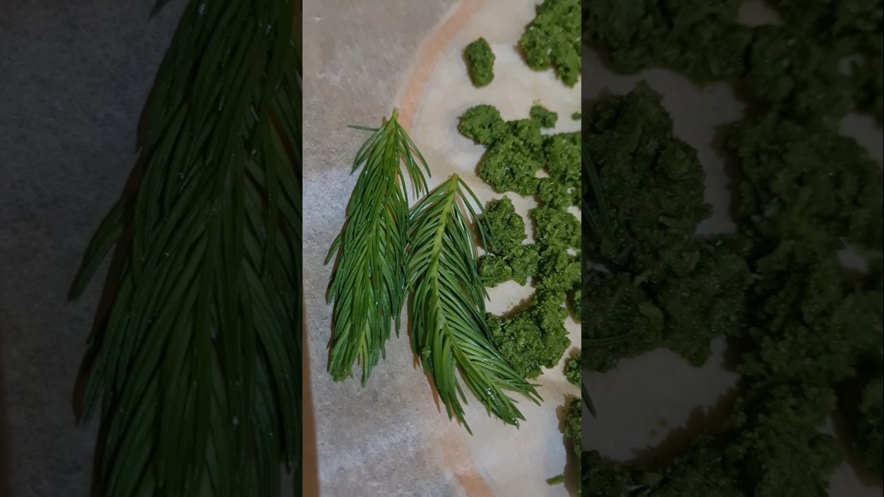 Salz aus Maiwipferl/Соль из молодых побегов ёлки🧂🌲