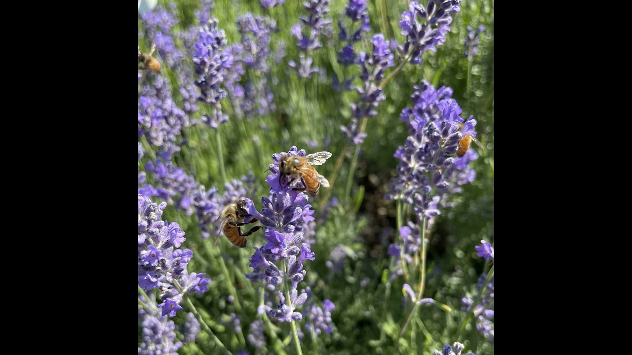 Episode 85 - Interview With Charlotte Wiggins (2nd Visit), Part 2 🐝🌻