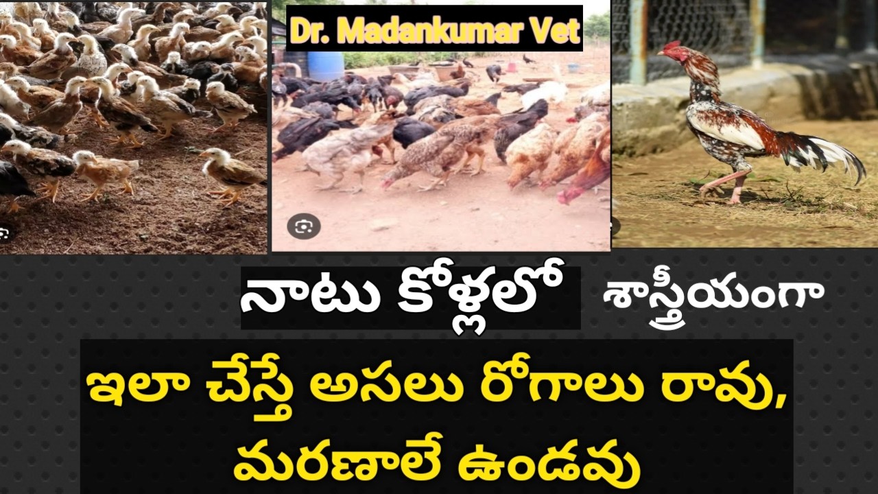 How to check diseases and deaths in Desi birds Telugu | Dr. Madankumar Vet