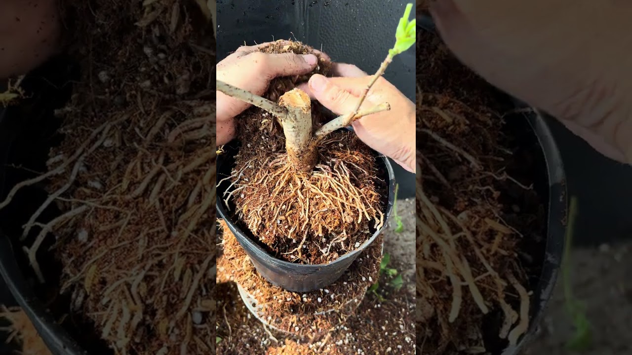 Thay chậu bụp sau 3 tháng trồng từ nhánh chiết để phát triển nhanh hơn