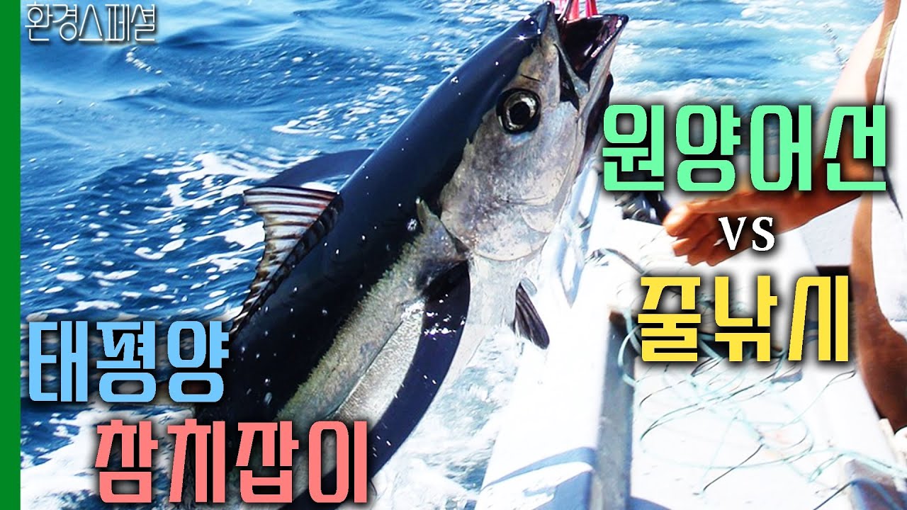 태평양 참치잡이, 원양어선vs 줄낚시 [환경스페셜-남태평양, 그 곳엔 참치가 없다] / KBS 20130327 방송