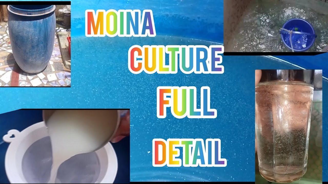 HOW TO MAKE MOINA CULTURE FULL DETAIL VIDEO TAMIL