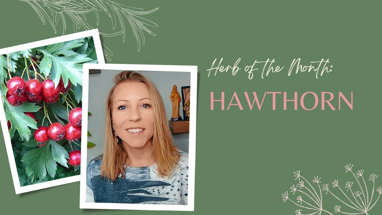 Herb of the Month: Hawthorn | Ashley Elenbaas