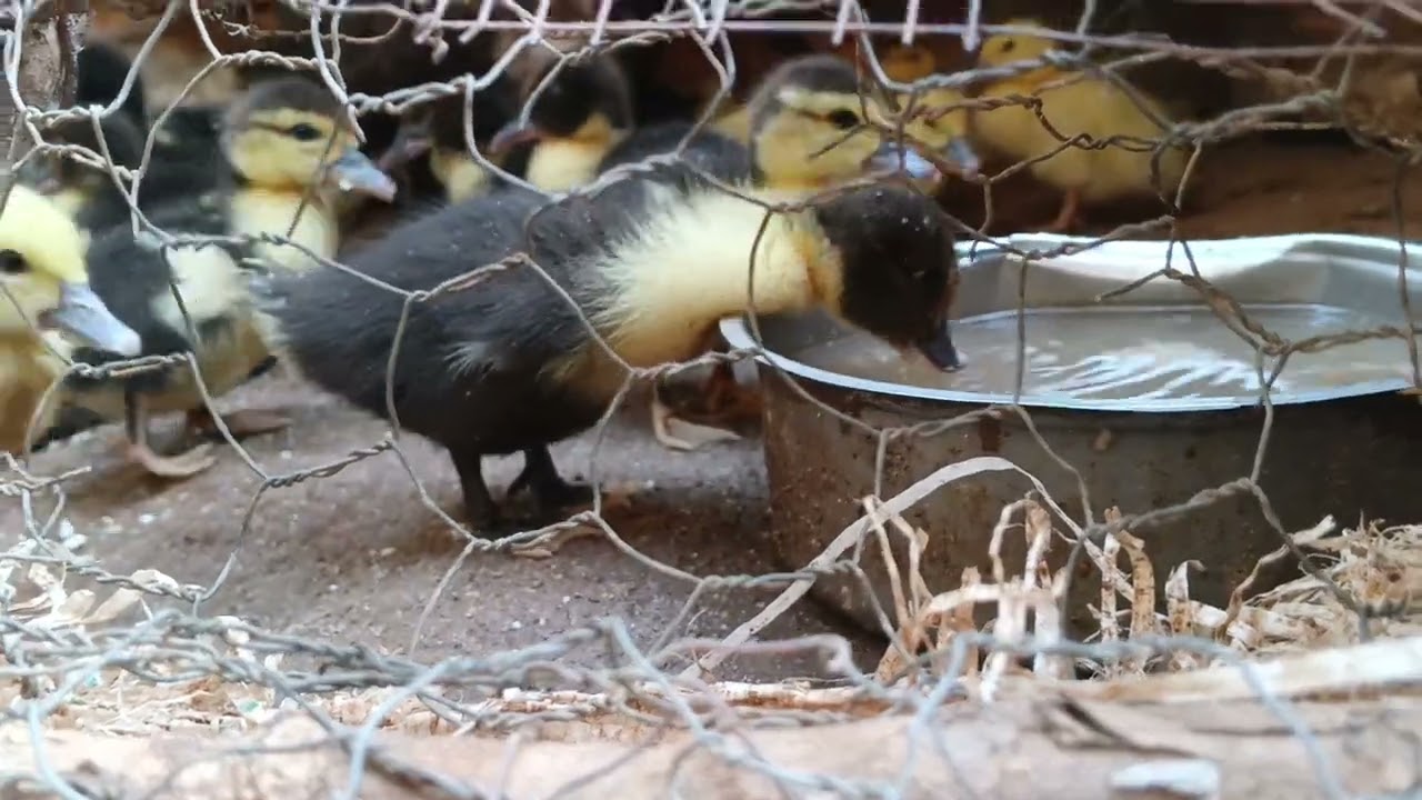 Feeding Muscovy Ducklings| Feeding Young Ducks#duck #video #newvideo #duckling 