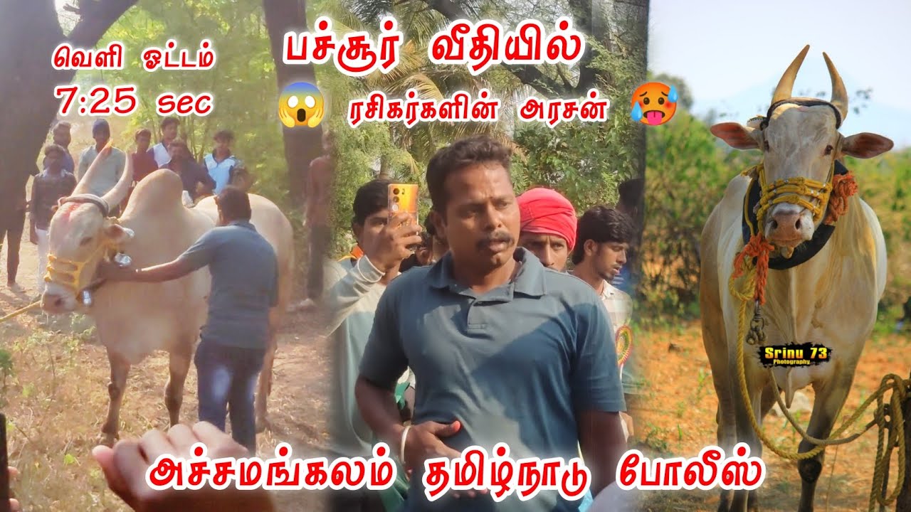 பச்சூர் வீதியில் 🥵 ரசிகர்களின் அரசன் 🥵 அச்சமங்கலம் தமிழ்நாடு போலீஸ் 😱 வெளி ஓட்டம் 💥 7:25 sec 💥
