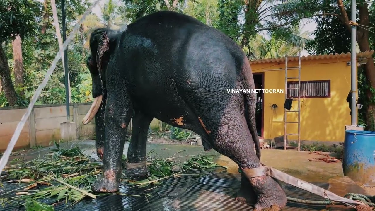 വേമ്പനാട് അനന്ദ പന്മനാഭനു  രാജേഷും