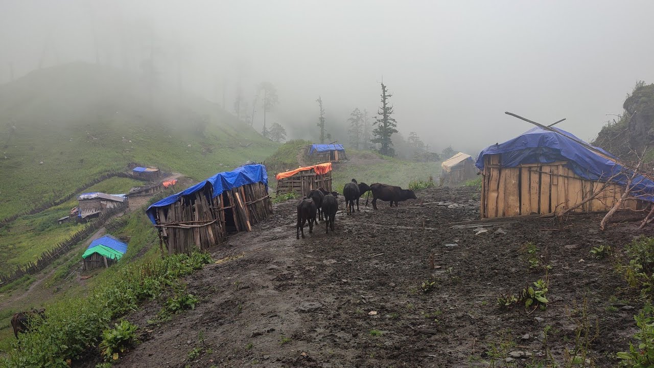 This is Himalayan Life | Rainy Day in Village | Nepal🇳🇵|Ep- 335| Jiree Village |VillageLifeNepal