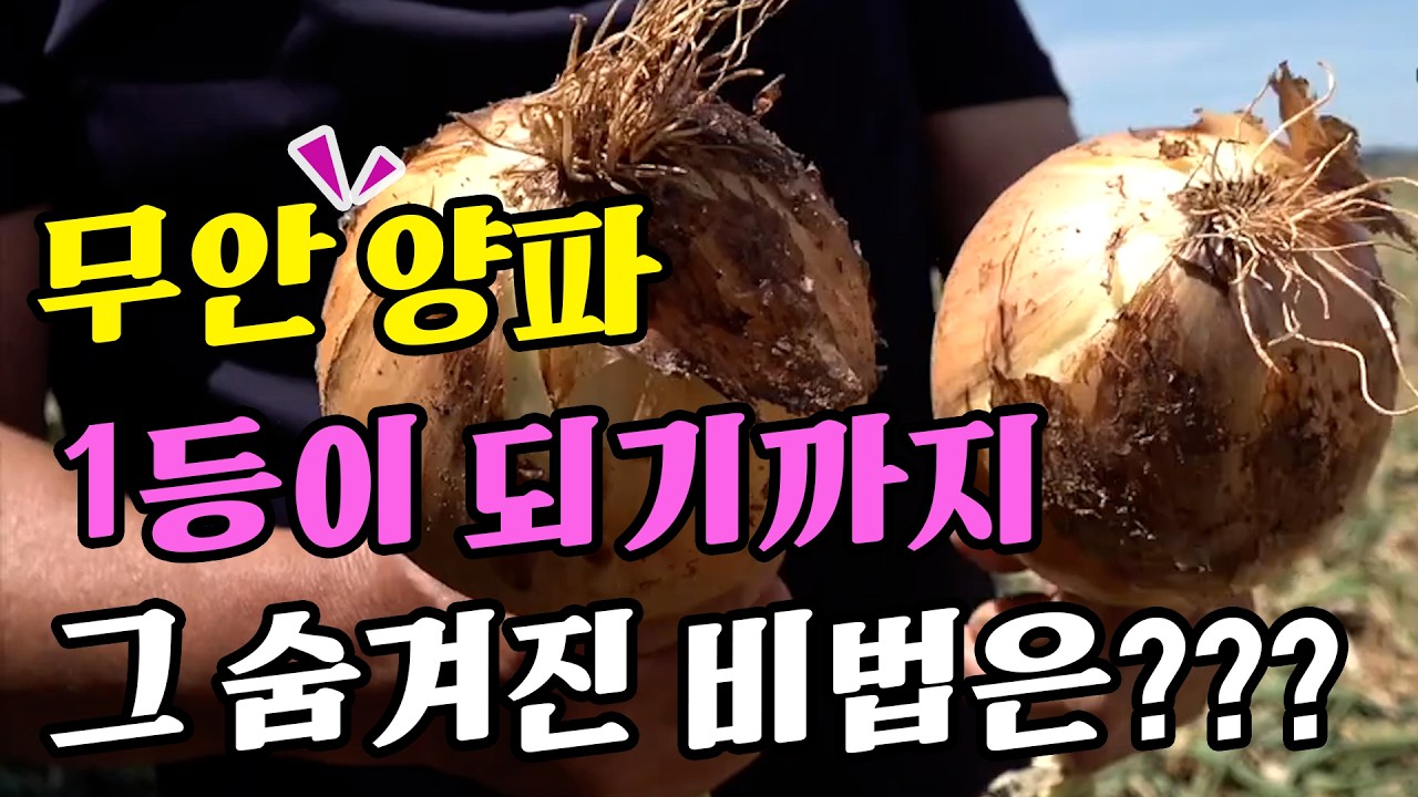 무안 양파 1등이 되기까지 그 숨겨진 비법은??? |  무안양파 재배농법