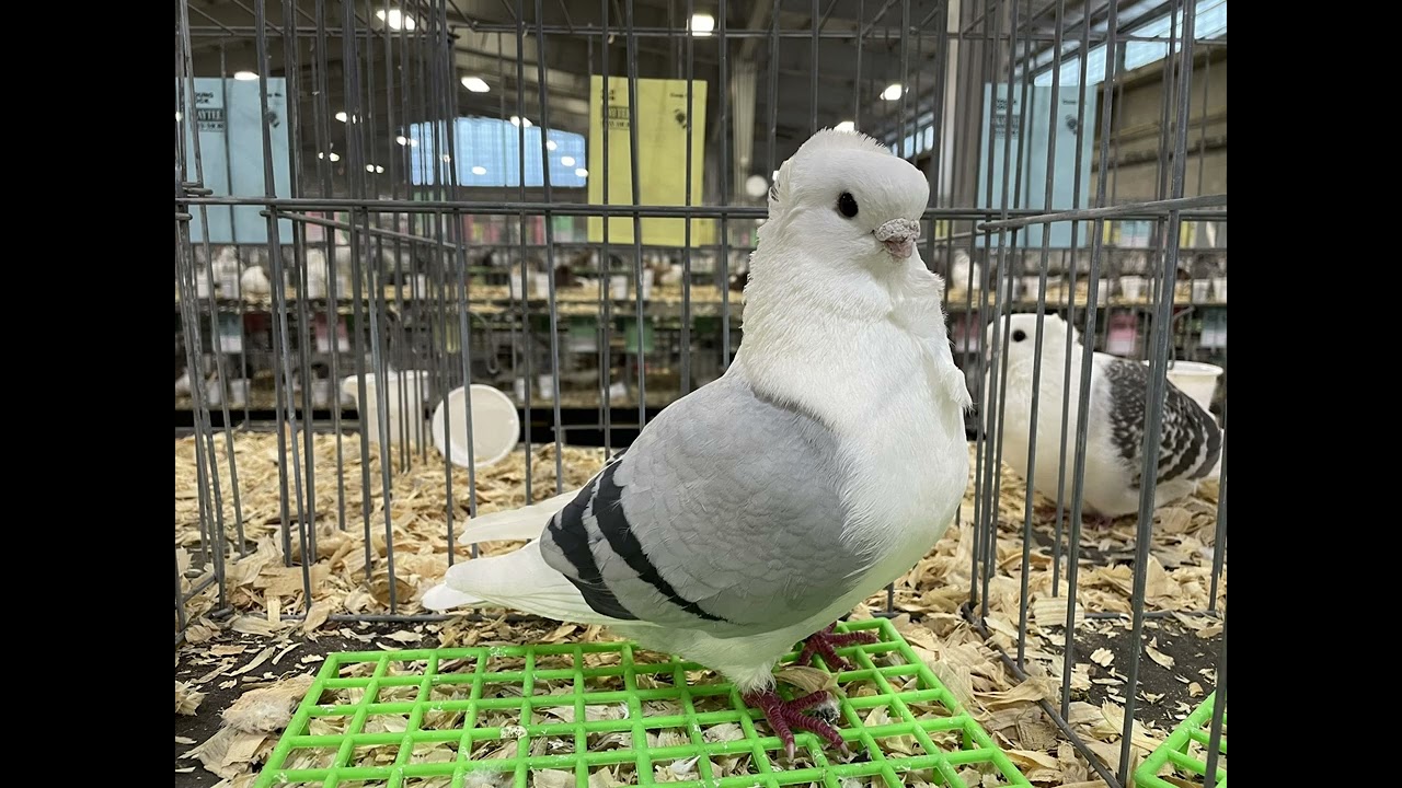 USA National Pigeon Show 2025