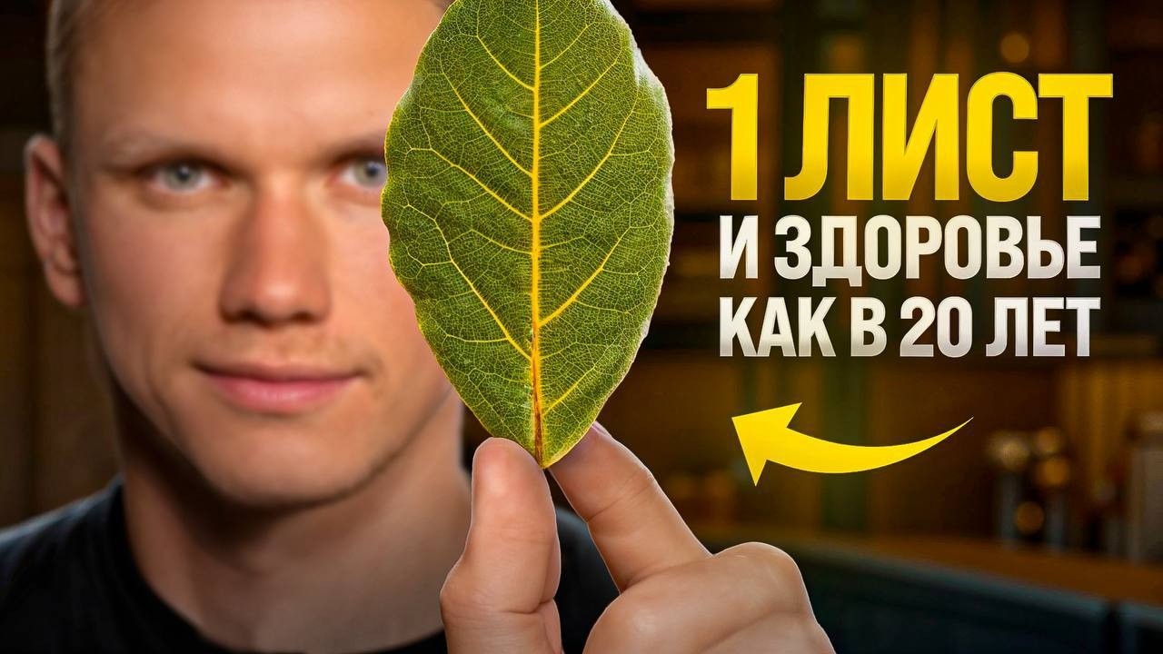 Лавровый лист — спасение от 1000 болезней. Почему я пью лаврушку