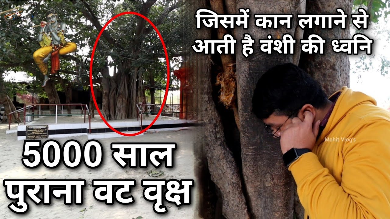 5000 साल पुराना श्री कृष्ण का वट वृक्ष जिसमें बैठकर वह वंशी बजाया करते थे कान लगाने से आती है ध्वनि।