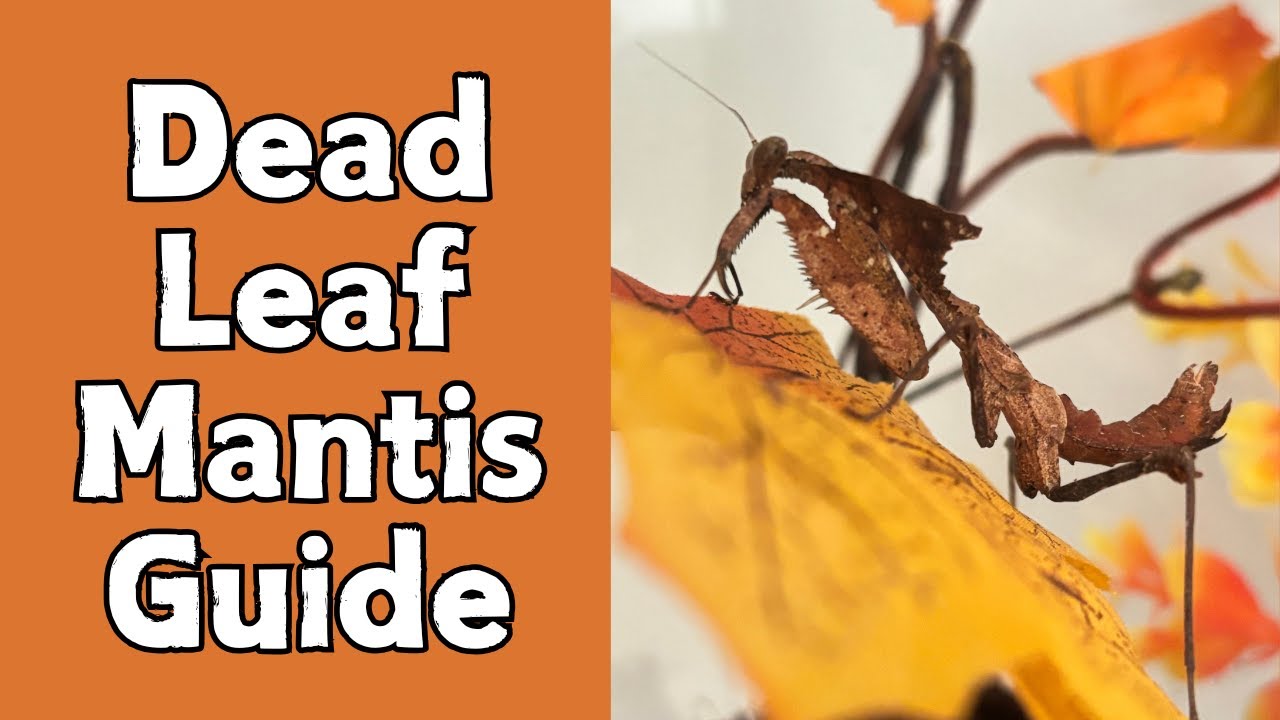 Dead Leaf Mantis Guide | Deroplatys desiccata Care Guide | Spooderpods