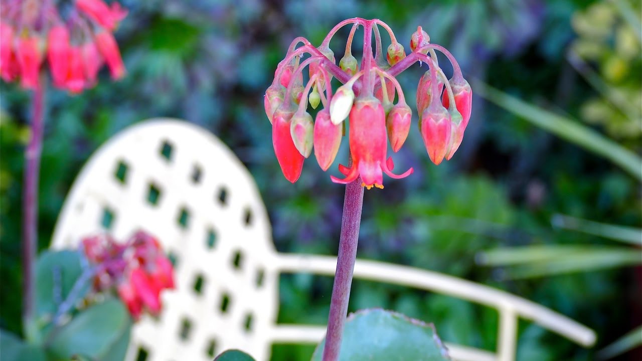 What a Southern CA Succulent Garden Looks Like in Midwinter