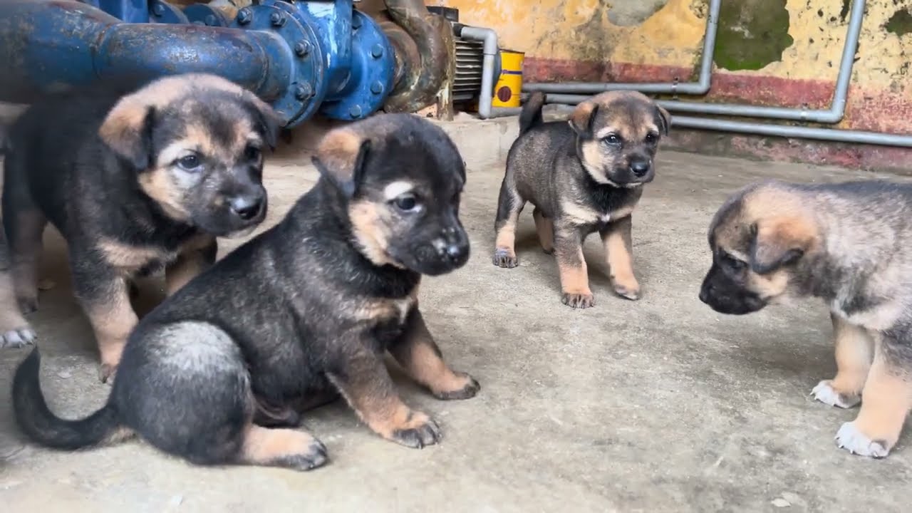 Adorable Puppies Playing Together — Pure Joy Caught on Camera 🐶❤️