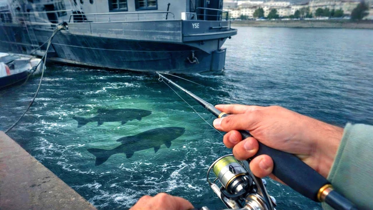 Un CARNASSIER à chaque lancer !! Pêche incroyable en Seine ! 