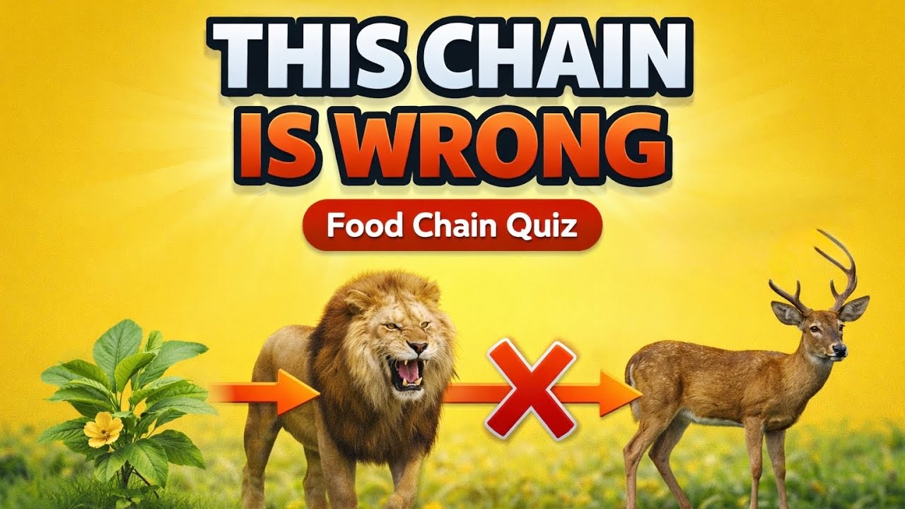 THIS Food Chain Is WRONG! 🛑 Animal Food Chain Quiz for Kids | Who Eats Who?