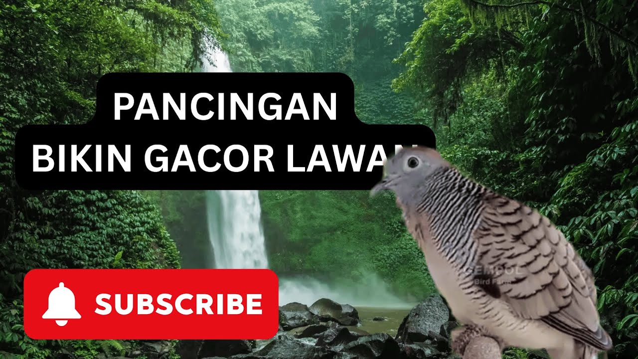 SUBCRIBE ya lur | Perkutut Lokal Gacor Suara Besar Pancingan Burung Perkutut Agar Cepat Bunyi.