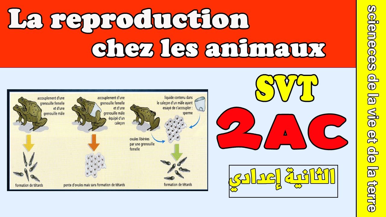 la reproduction sexuée chez les animaux 2 année collège | SVT 2 année collège