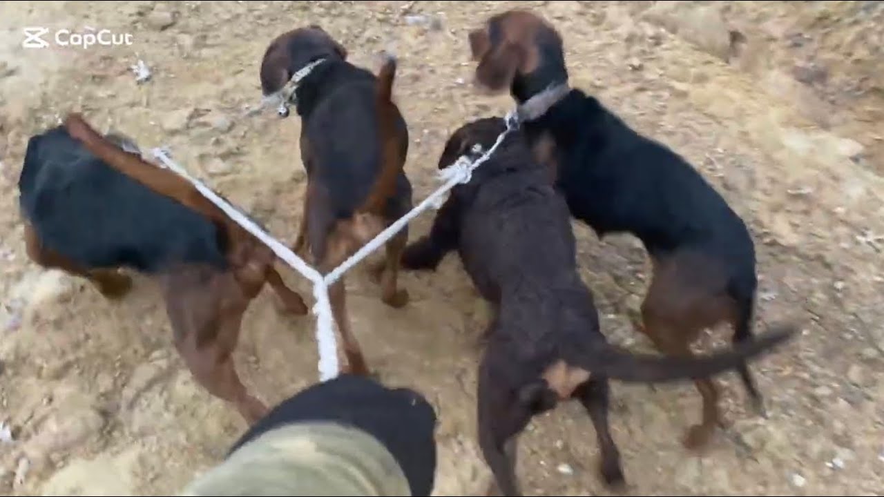 AVCIYA ÇARPAN TAVŞAN AVI #hunting #tavşanavı #hare #harehunting #caccia #caza #partridgehunting 