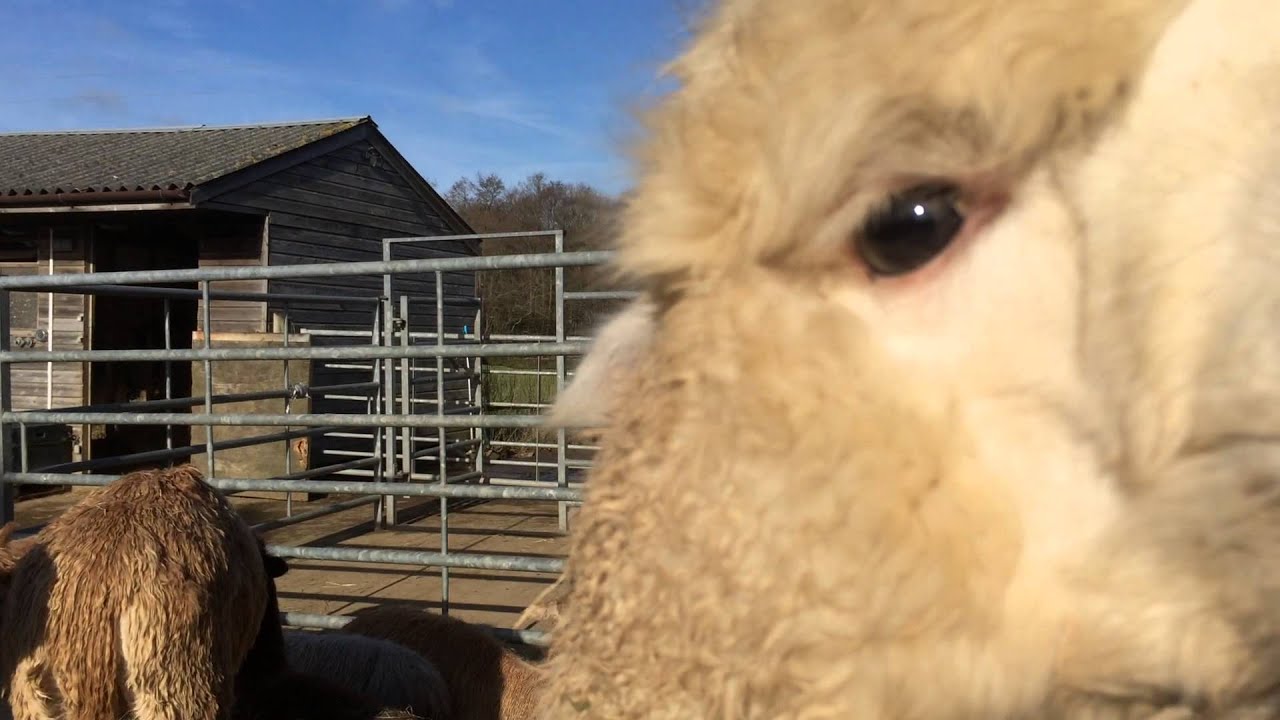Needy baby Alpaca makes noises! CUTE!