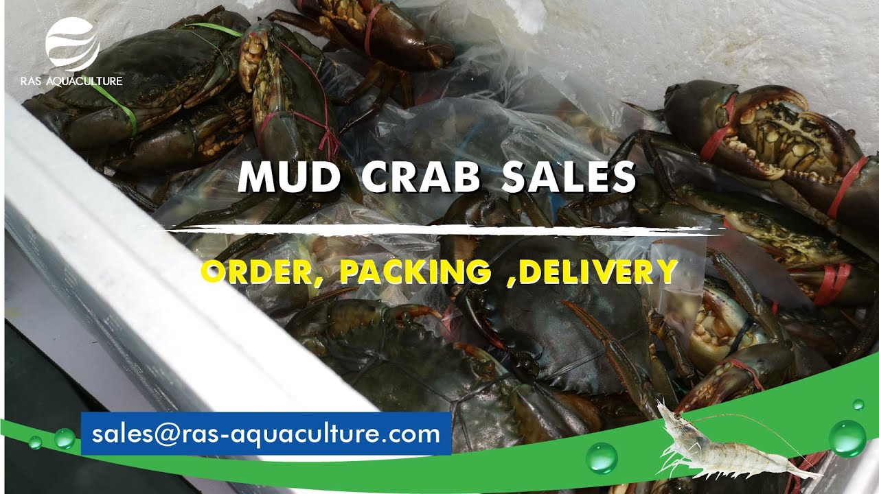 STEP-BY-STEP Process on processing Mud Crabs Orders