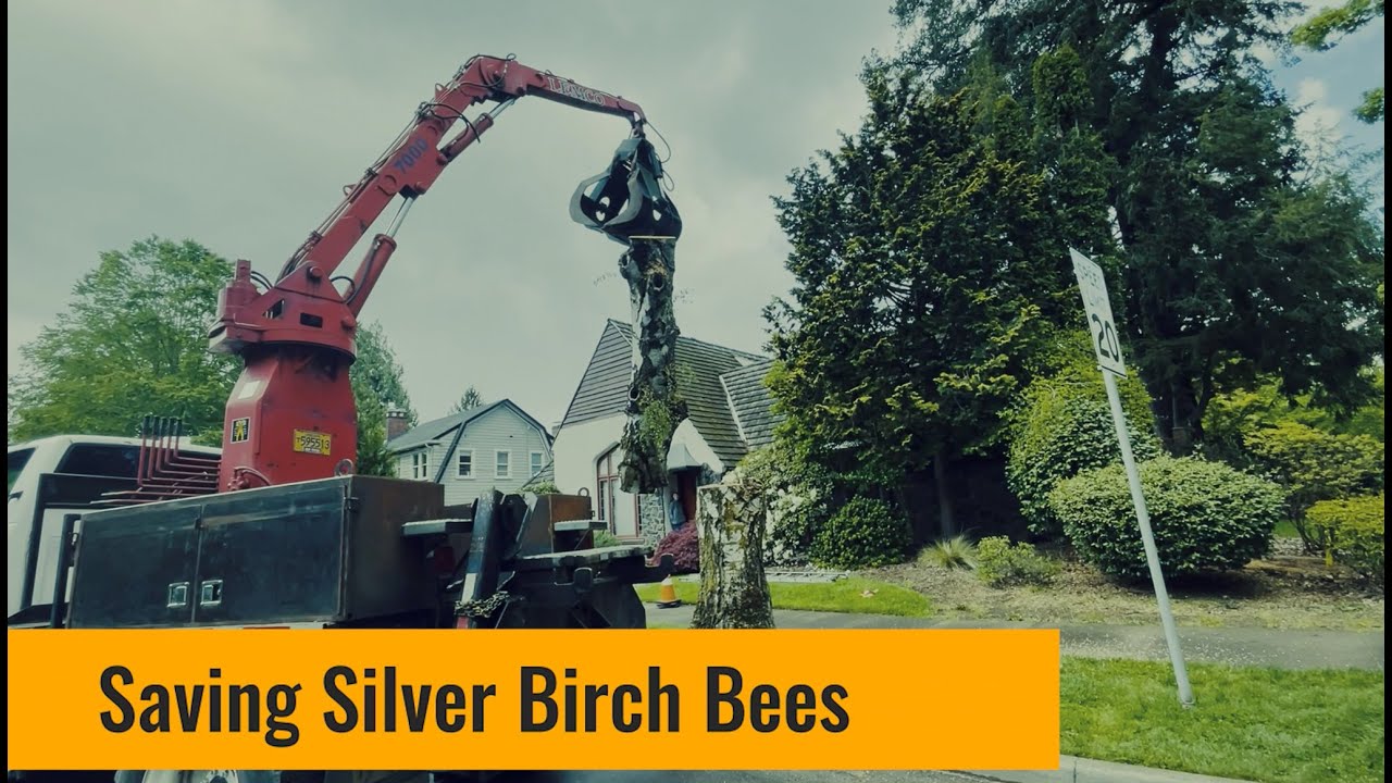 Saving 12 Year Old Silver Birch Bees Nest