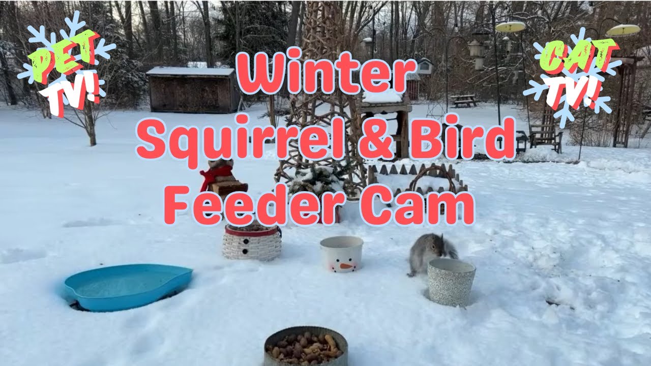Winter Squirrel and Bird Feeder Cam PET & CAT TV Week 7