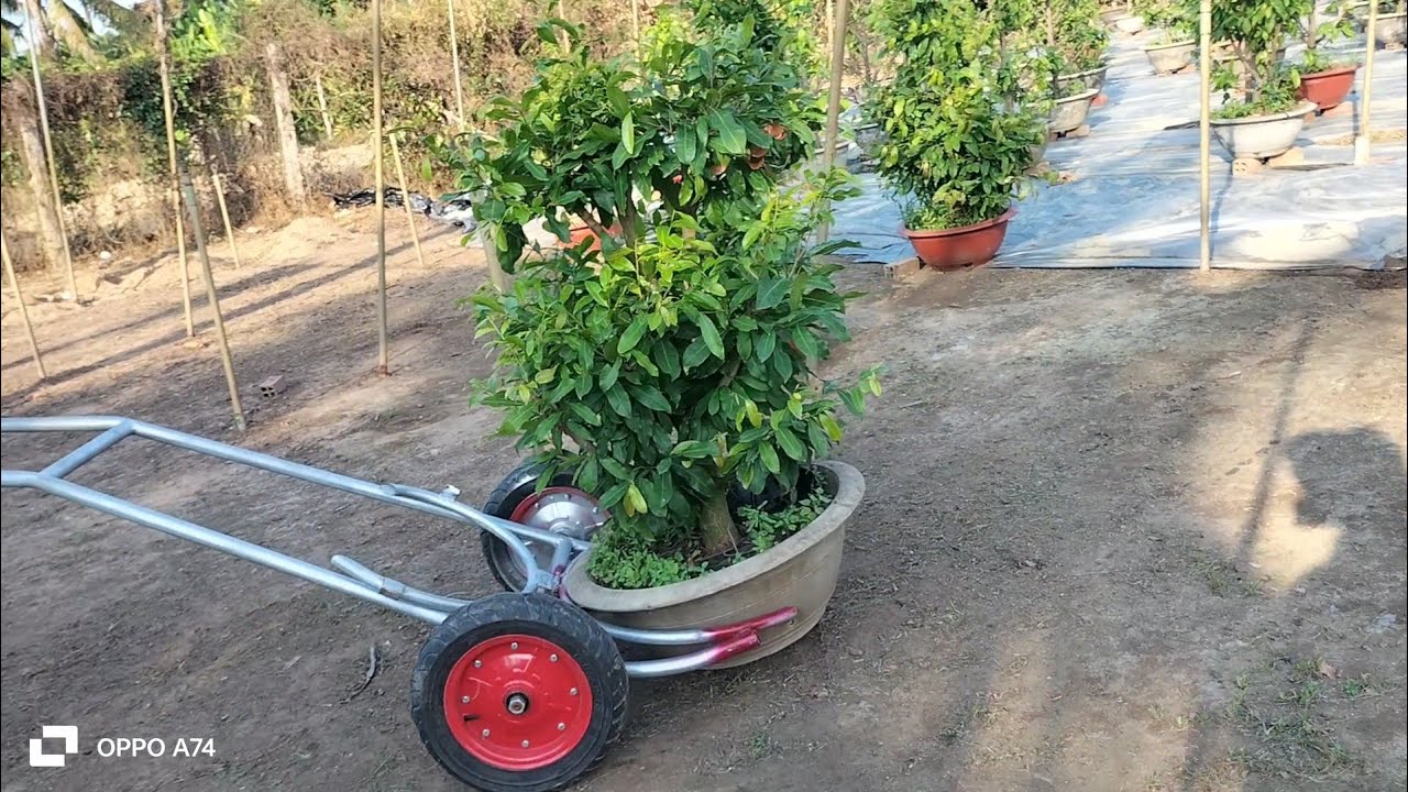 Xe đẩy chậu Mai, tiết kiệm công sức,tăng năng suất hiệu quả công việc, hoa Tết 2025
