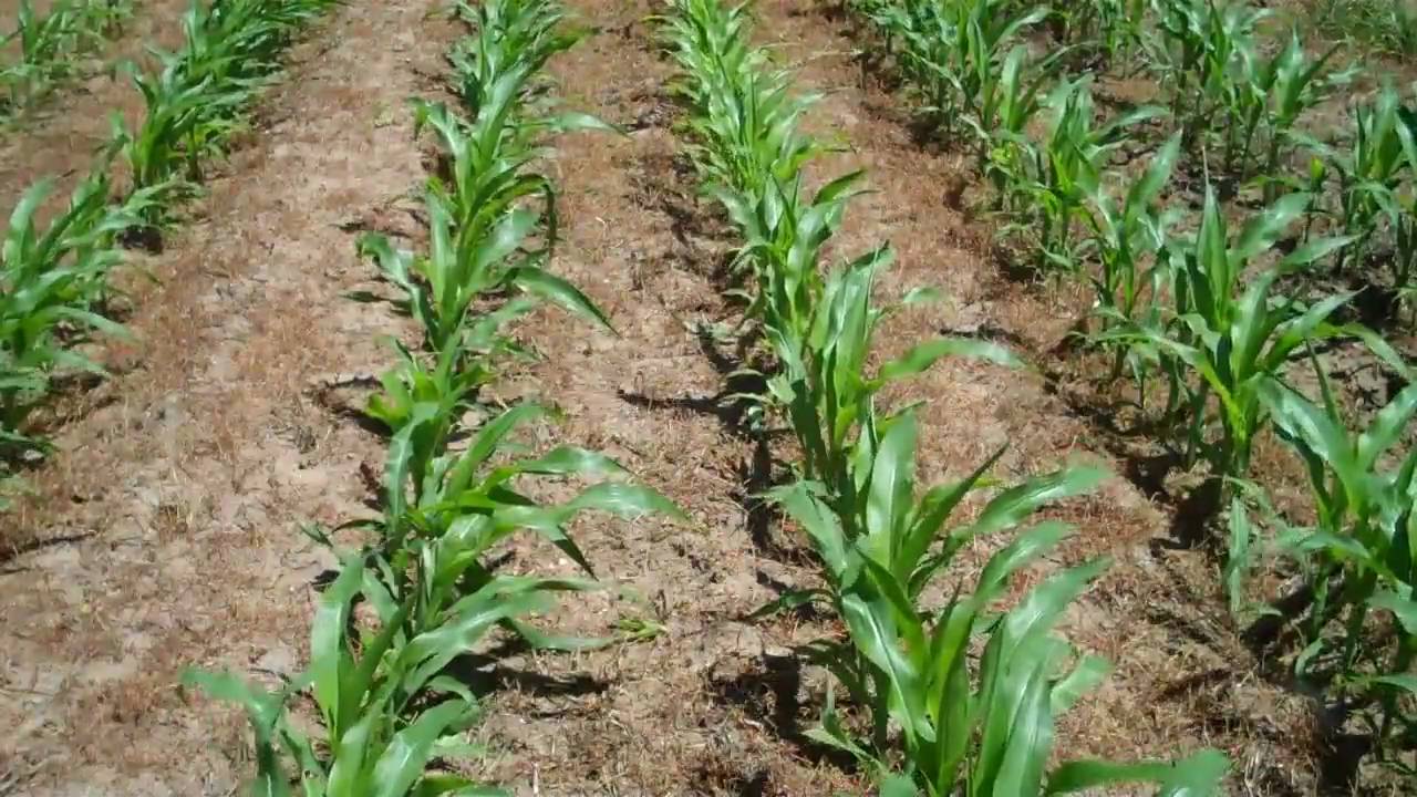 Michigan State University Extension Agronomators Present:
