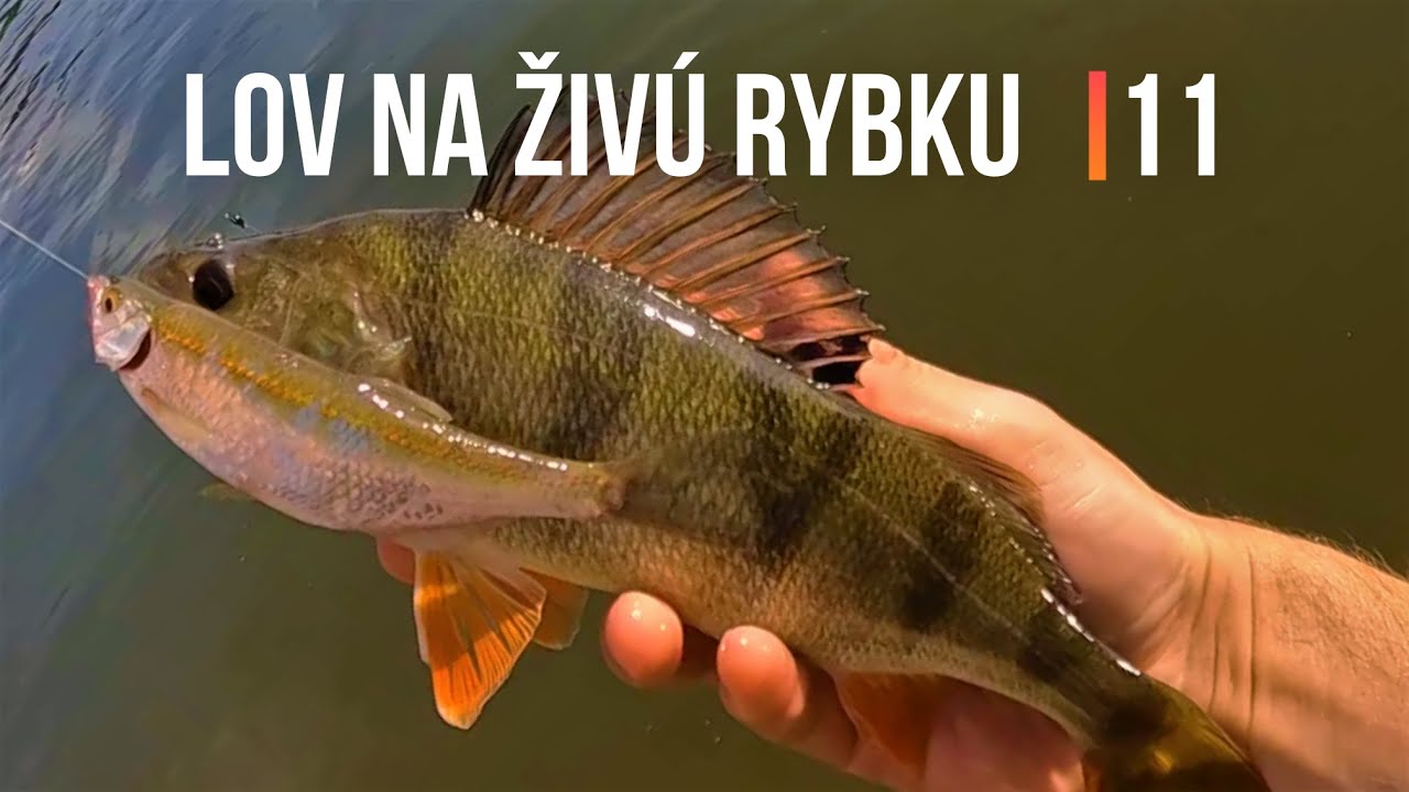 Lov Zubáča Candáta 🌞 Šťuky Štiky na Živú Rybku 11 🐬 Sezóna 2022 | Rybárske Videá s Demexom