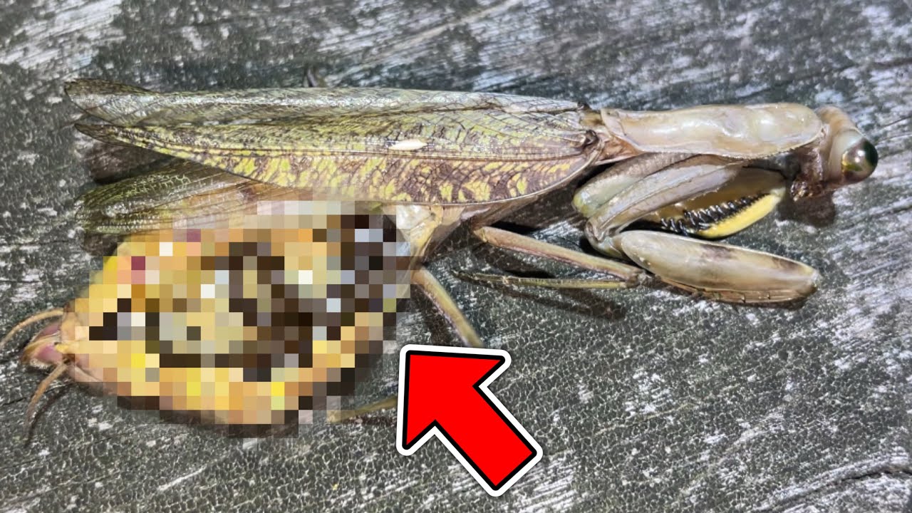【カマキリ採集】激レアカマキリが恐ろしい事になってた...