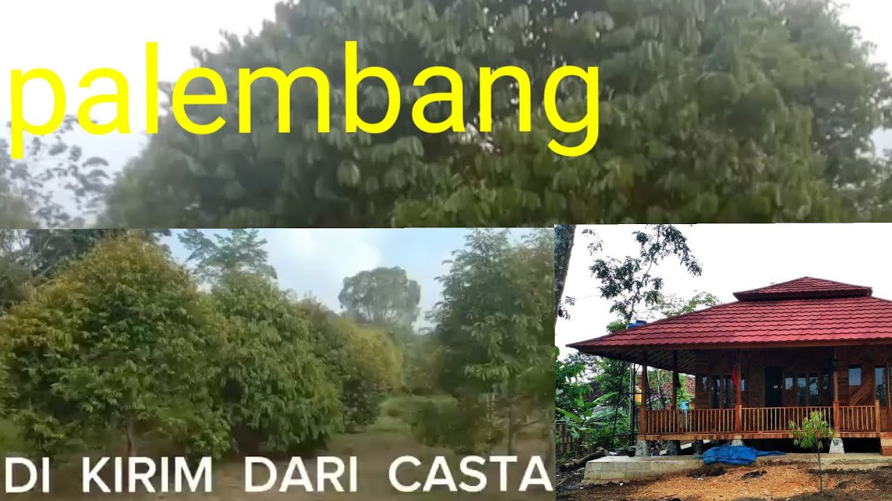 Palembang Tanaman THN 2018  Benih BAYI  081328018166
