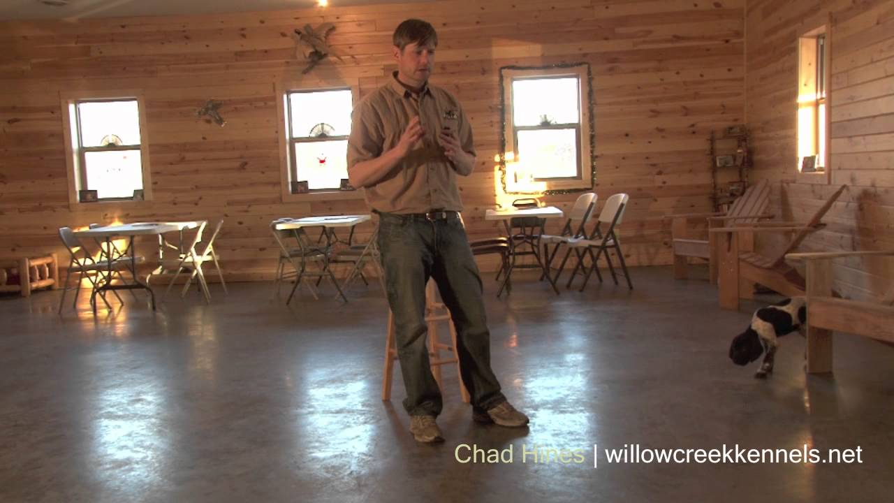 Puppy Training Basics - Whoa Training Using Positive Reinforcement