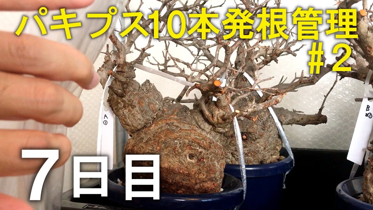 【7日目】パキプス10本を素人が発根管理したら！？② 塊根植物