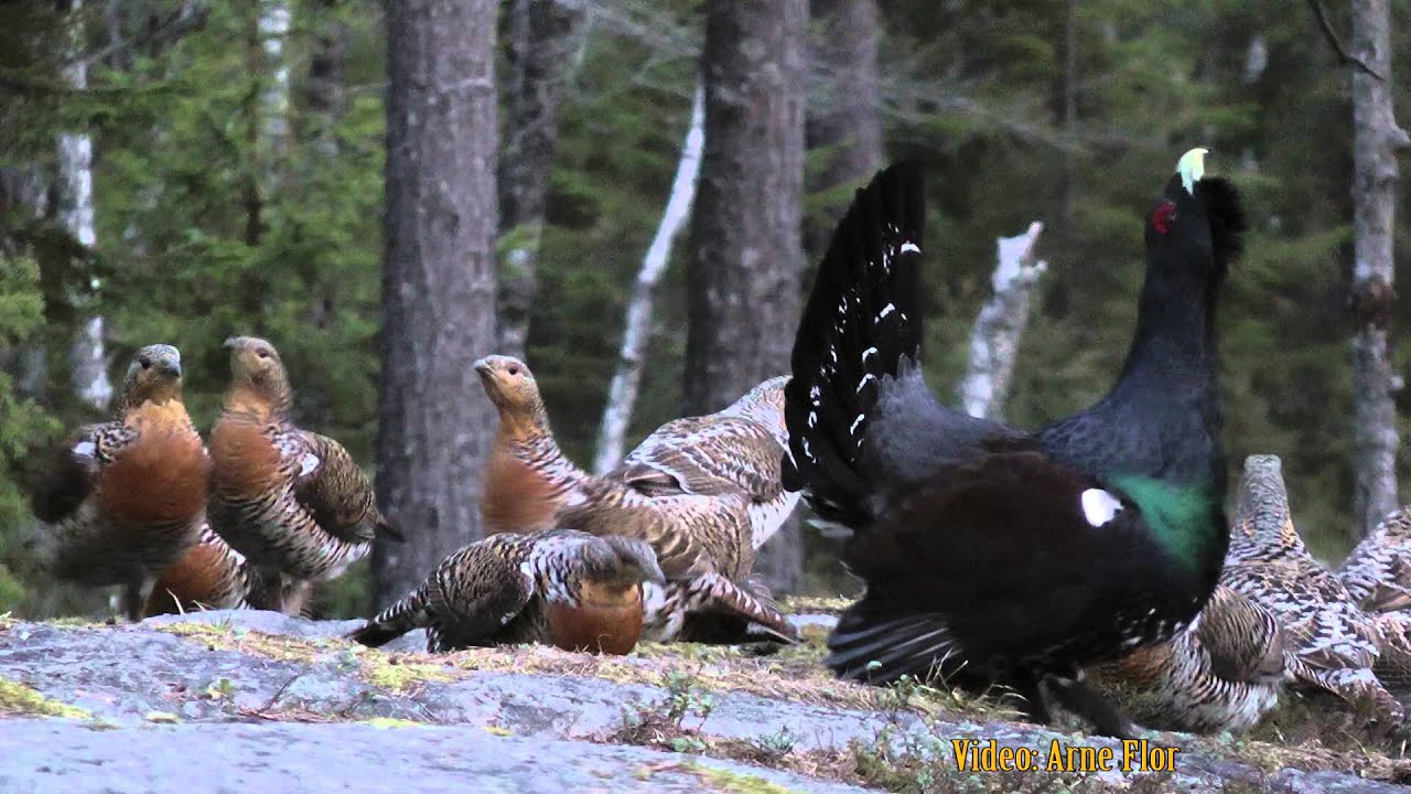 One Capercaillie and 23 female