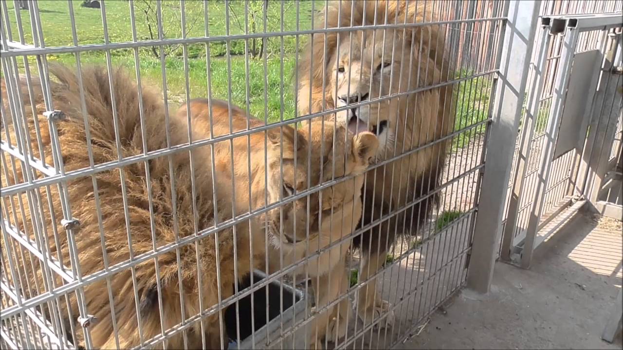 Yorkshire Wildlife Park Carnivore Experience