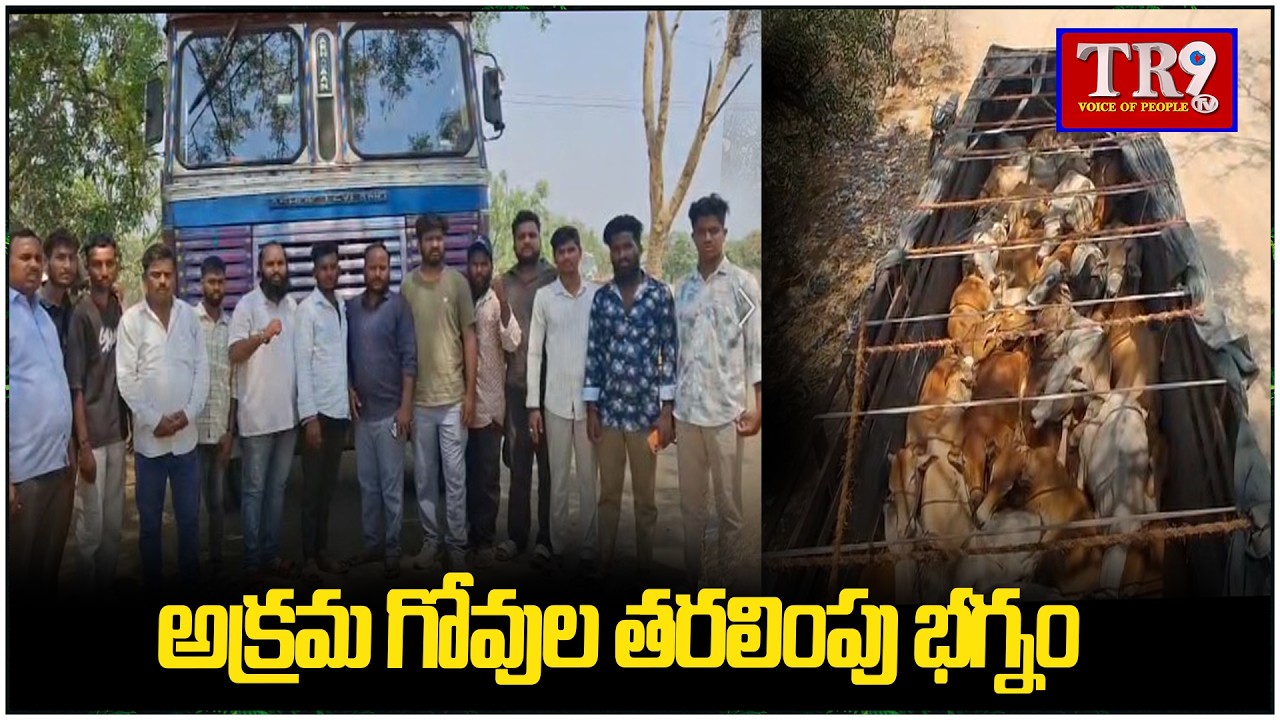 Illegal cow movement disrupted || #tr9tv 