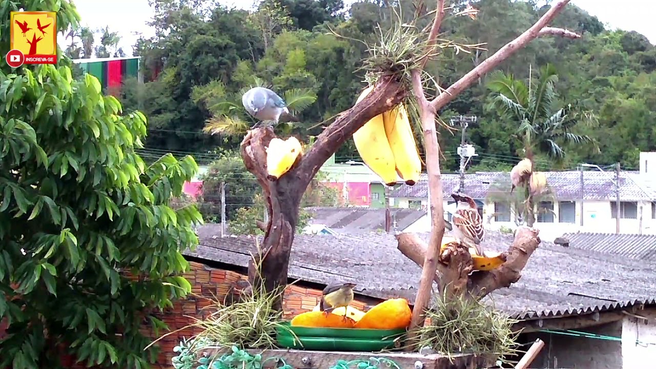 Tarde nublada com pássaros comendo sossegado - bird Feeder - cam bird