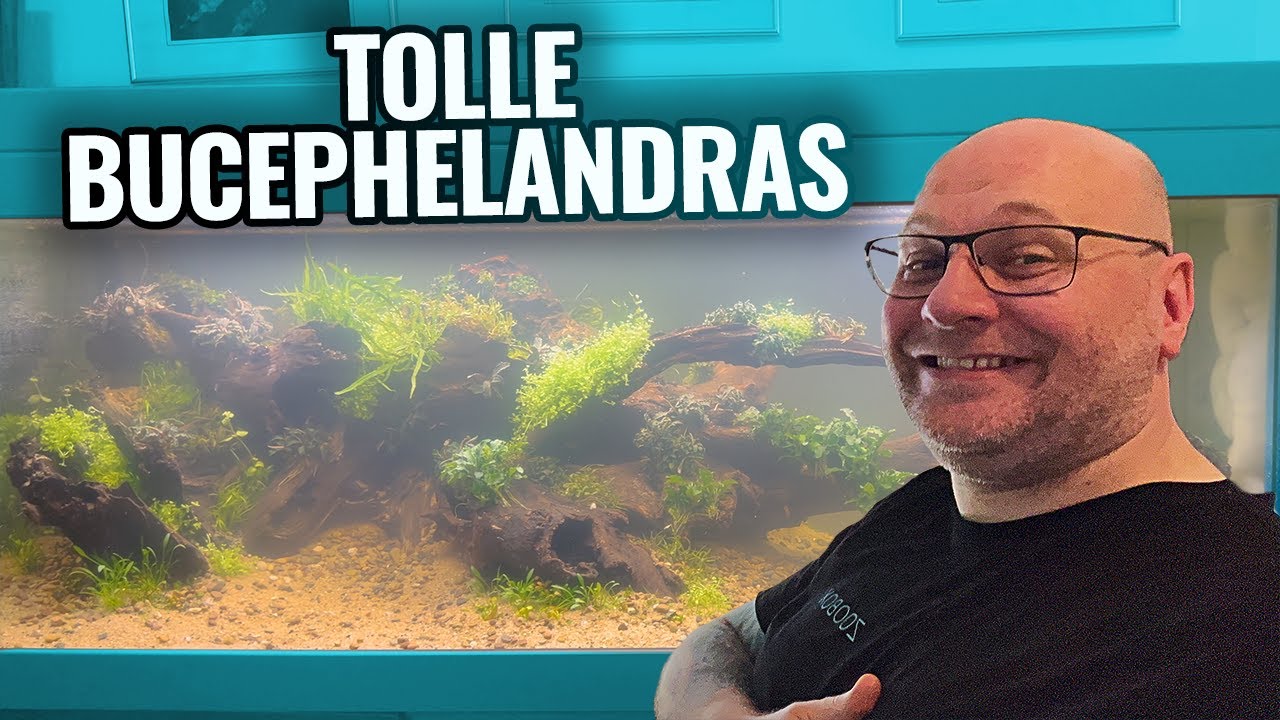 500 Liter BIOTOP STYLE Aquarium - Aquascaping ideas