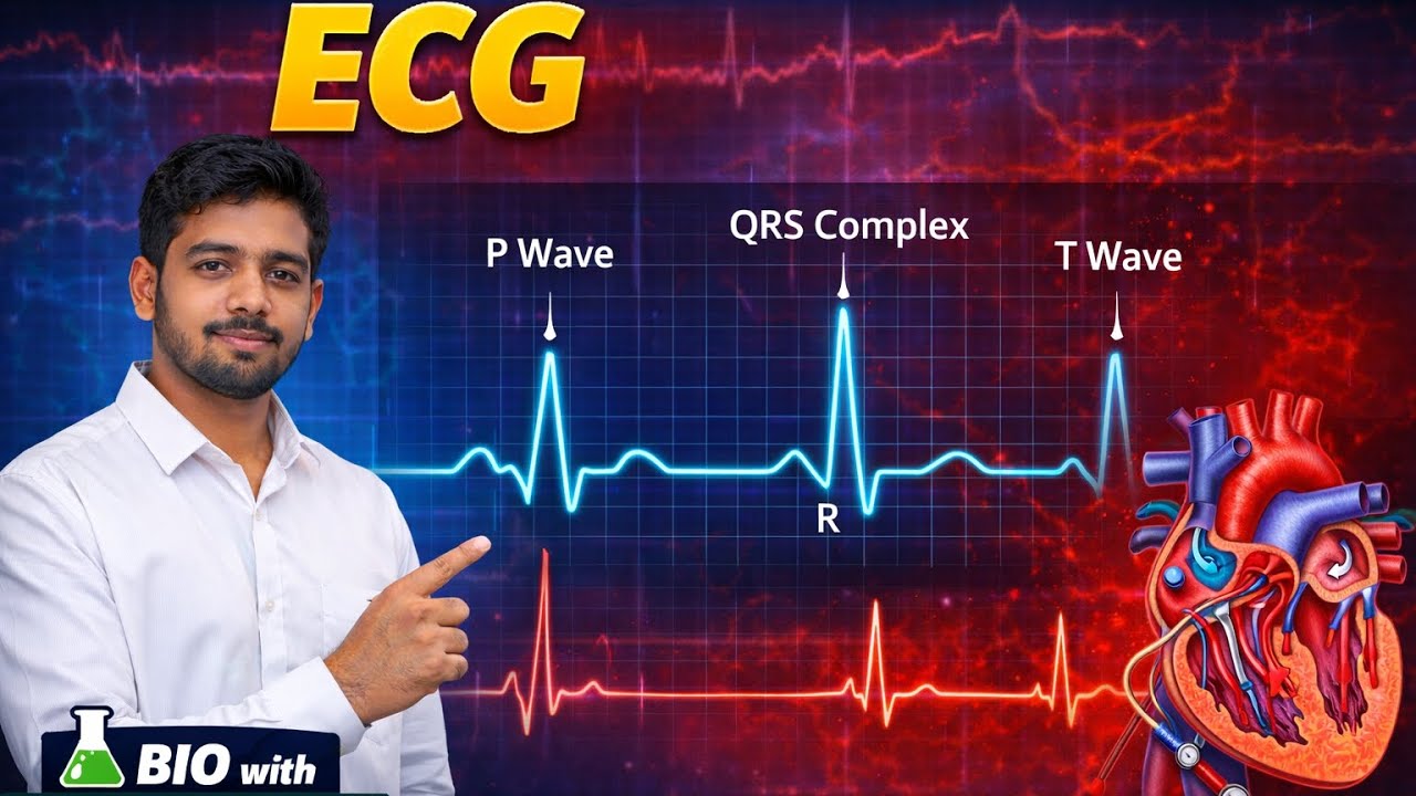 ECG | Electrocardiogram | Body fluids and circulation | NEET | Biology | CET | #heart #biology 