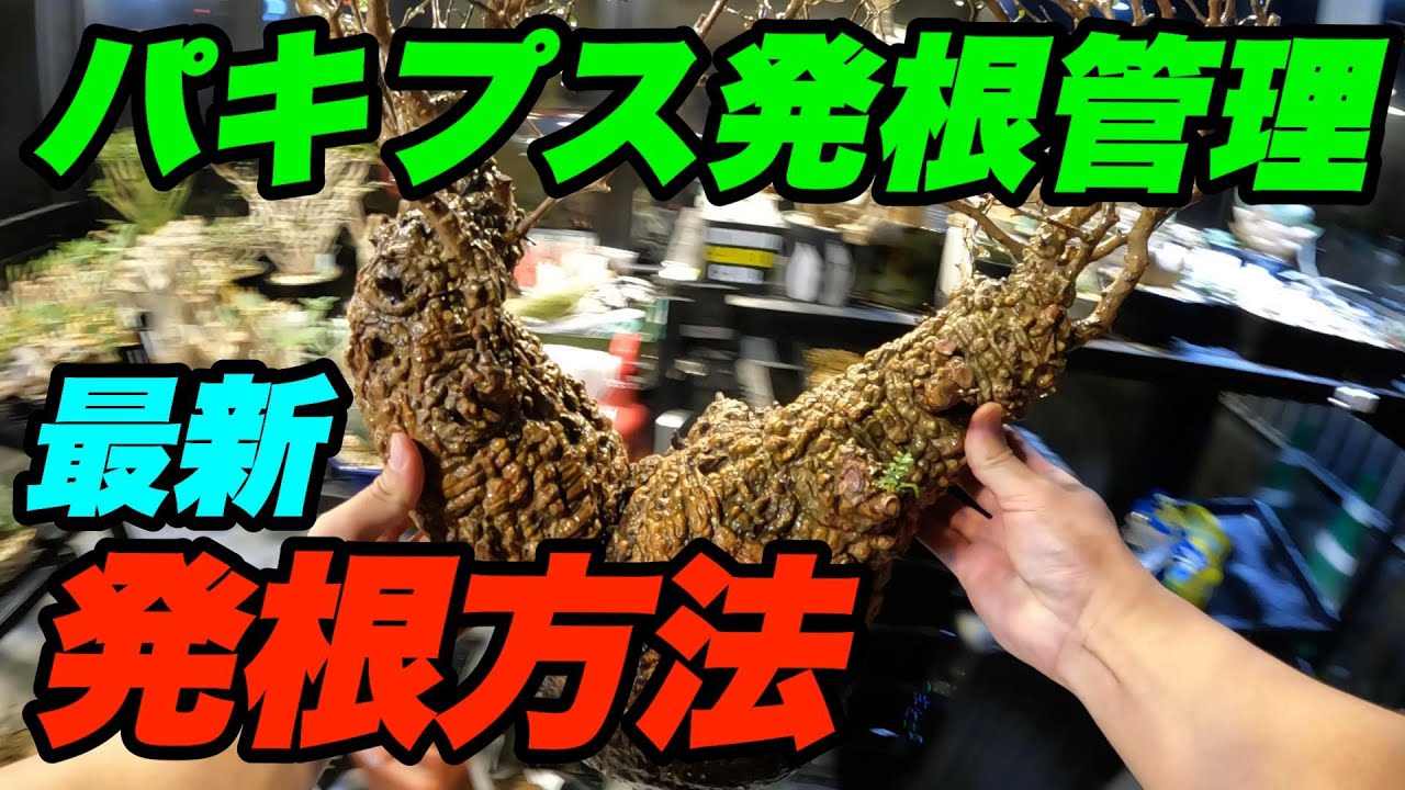 【発根管理】パキプスがやっと発根しました涙（北諸コーデックス部）