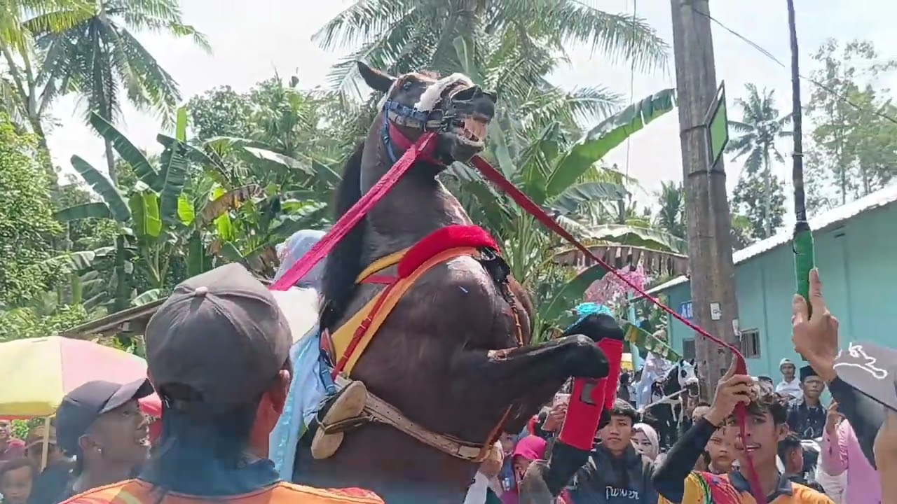 penampilan  marching band Smk NS dan Smk VIP mengiringi arak-arakan kuda jingkrakan di ds.kalimeneng
