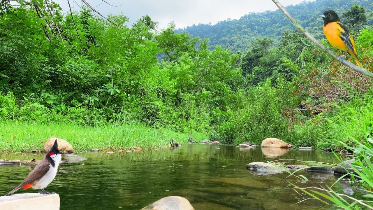 Poetic Nature in the Deep Forest - Peaceful River, Birds on the Branches Chirping, Relaxing Forest