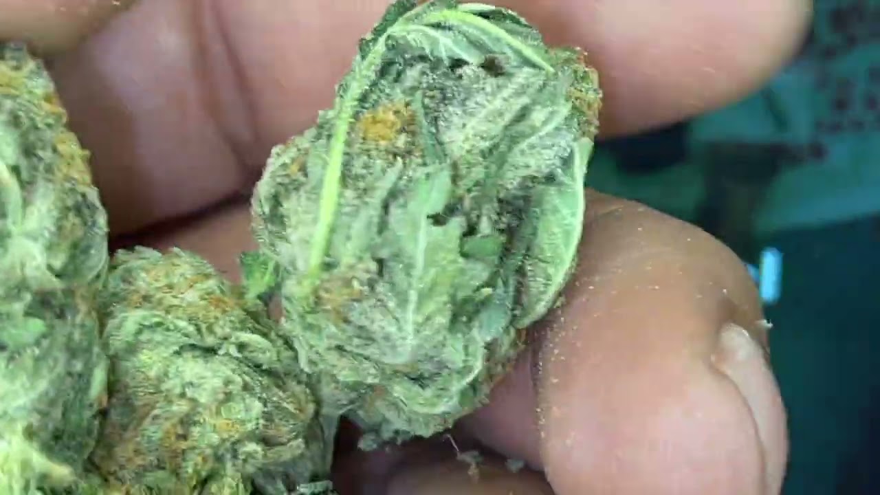 Red Eye Premium Grape Stomper