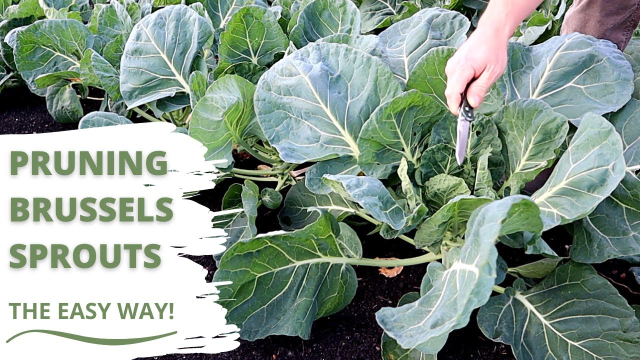 Grow Bigger and Better Brussels Sprouts!