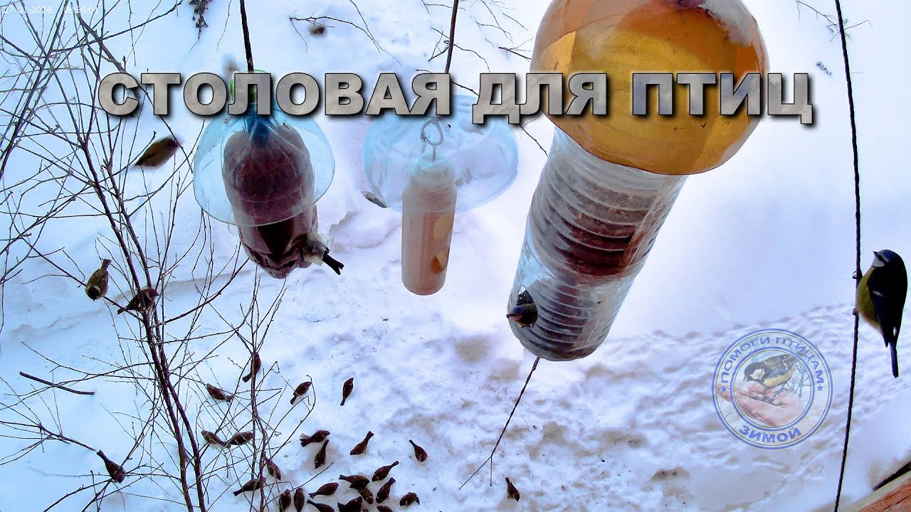 Кормушка для птиц 27 января 2026 года (01)