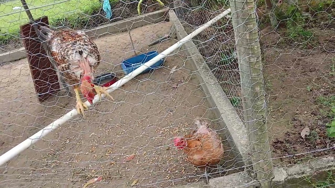 A vida no campo é assim 😎😎
