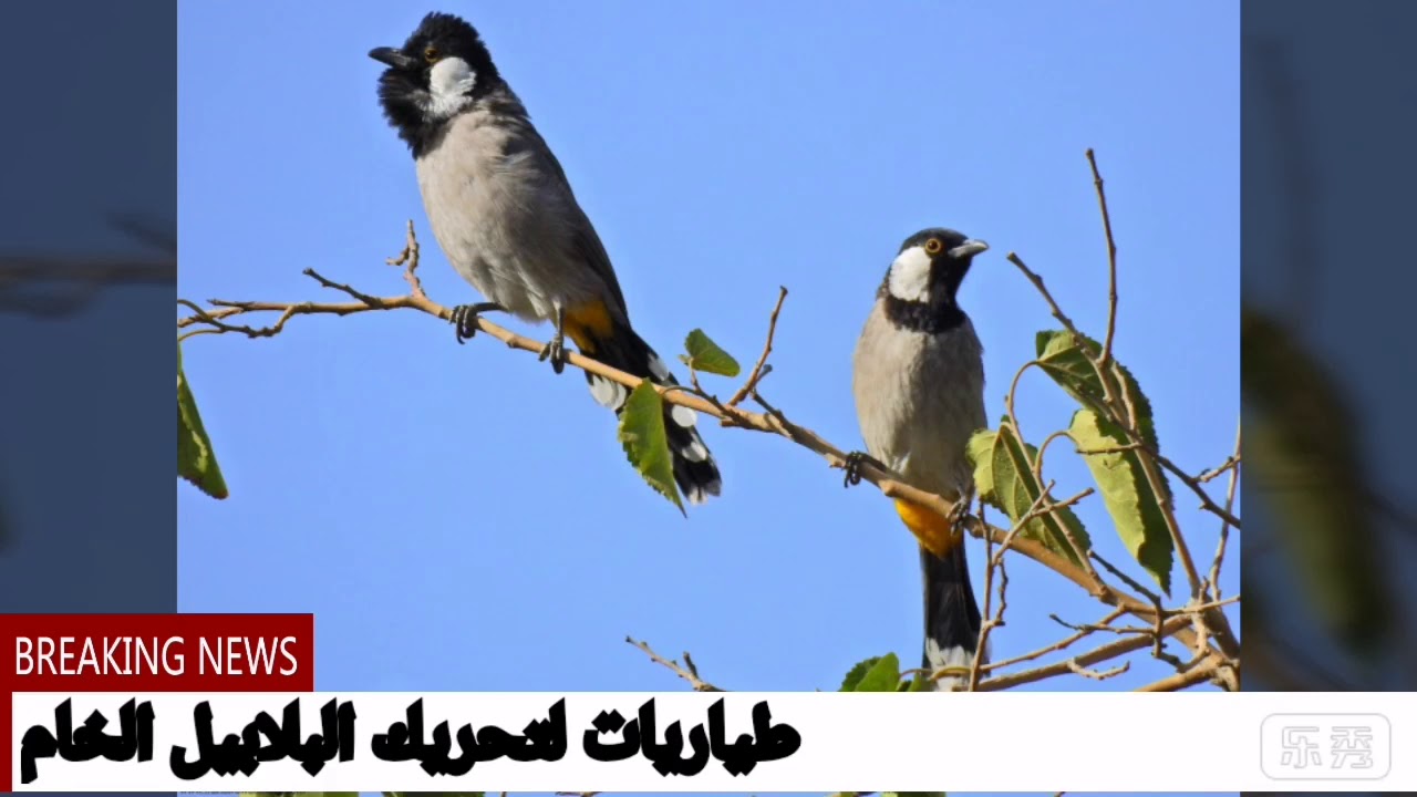 طياريات. لتحريك البلابيل