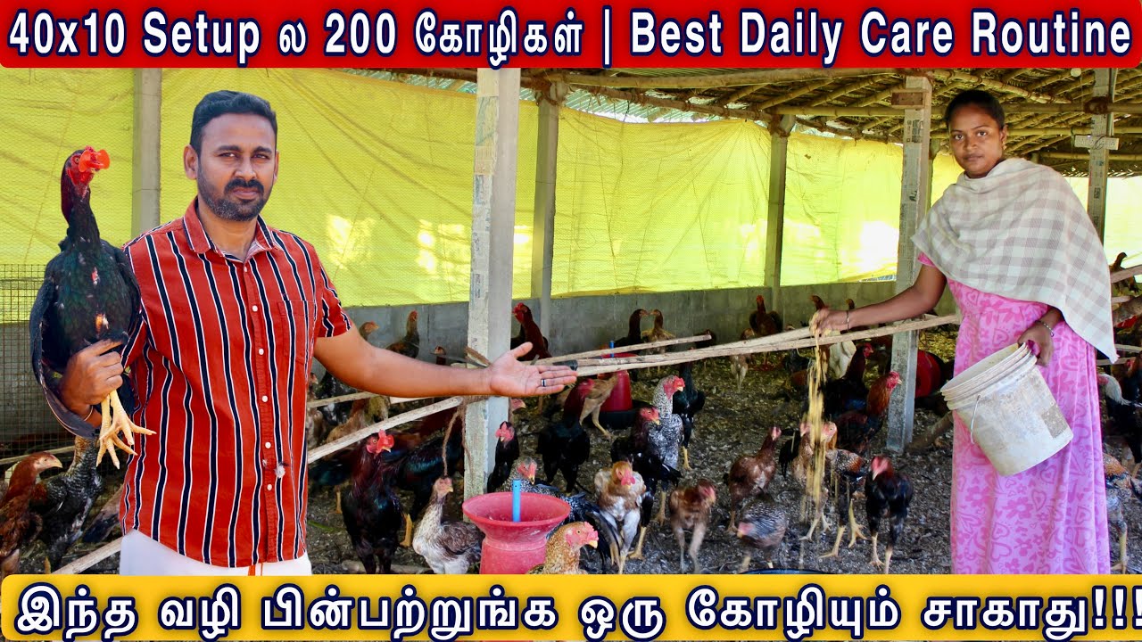 🐓 “40x10 Farm Setup Secrets! 🔥 தினசரி Care Routine 💯 Profit உறுதி!”