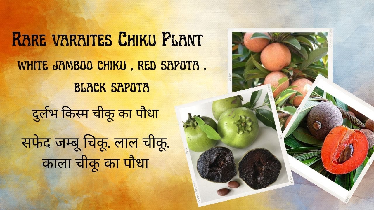 Rare white Jumbo sapota ,black sapota and red sapota.